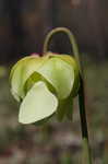 Yellow trumpets